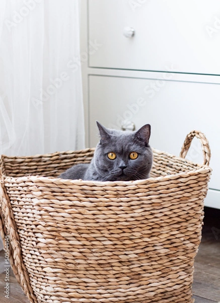 Obraz kitten in basket