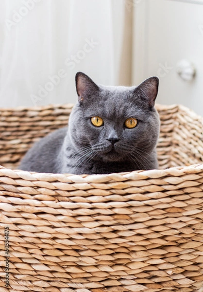 Obraz kitten in basket
