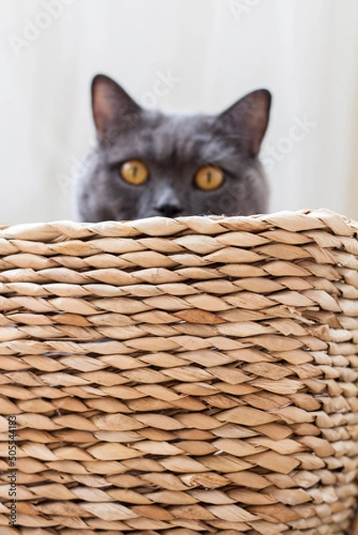 Obraz kitten in basket