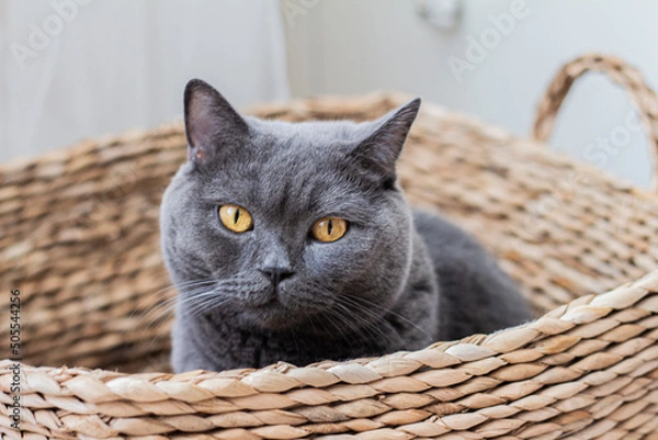 Obraz cat in basket