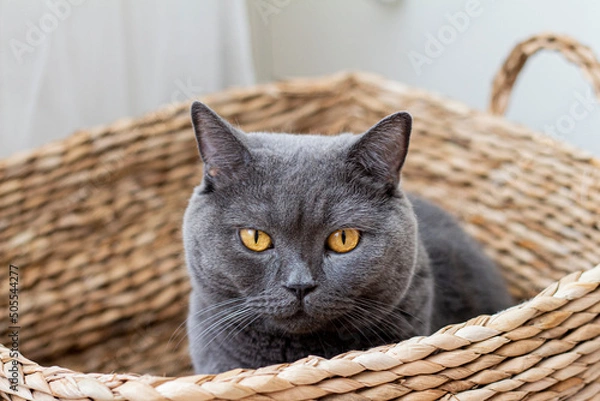 Obraz cat on a chair