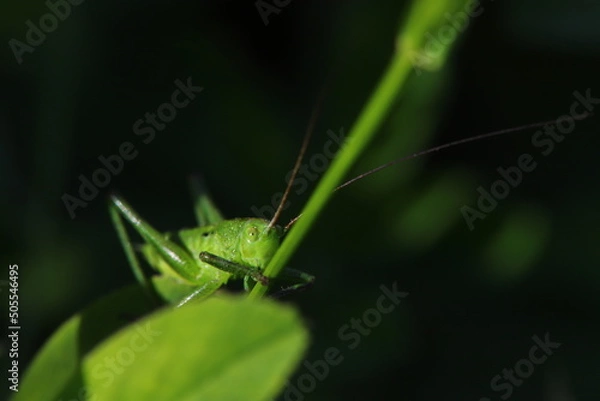 Obraz sauterelle verte
