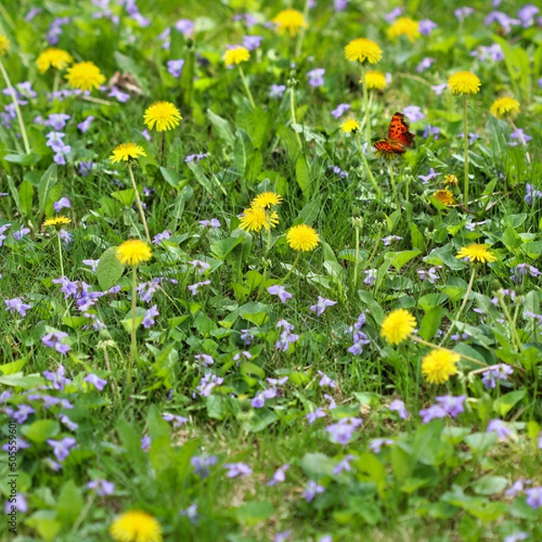 Obraz No Mow May - Overgrown weeds left to flower among the grass on a lawn in spring, to feed pollinators.