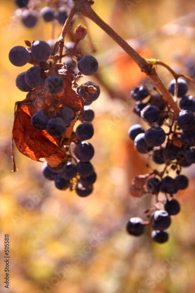 Obraz Wild Grapes