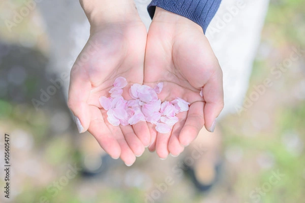 Obraz 桜の花びらを持つ手のひら