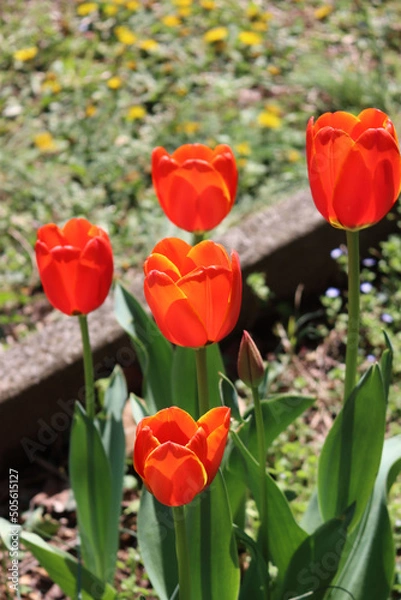 Obraz Red Tulip flowers in bloom in the garden on springtime. Tulipa plants in the flowerbed