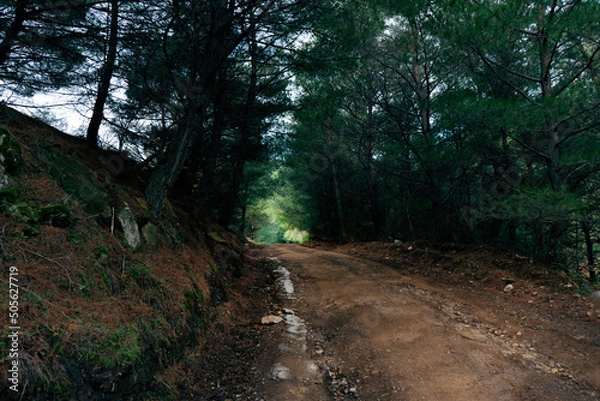 Obraz Forest road with pine trees,