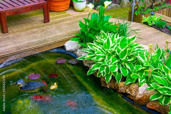 Fototapeta Decorating a small garden artificial pond with goldfish. Plants and stones in the design of the pond
