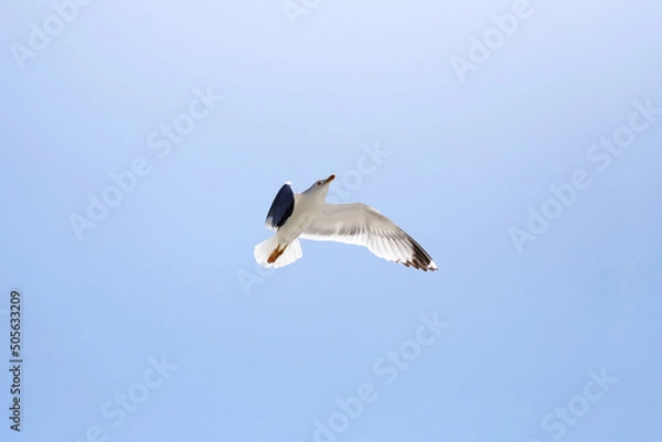 Fototapeta Seagull flying in the air