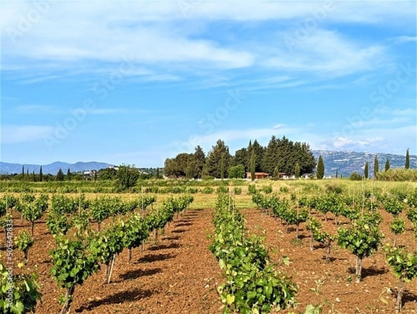 Fototapeta vineyard