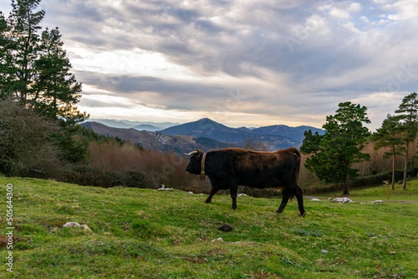 Obraz cows in the mountains