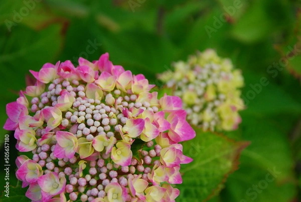 Obraz ピンクのあじさい