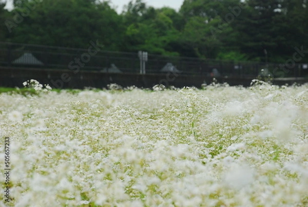 Obraz ふかふか野原