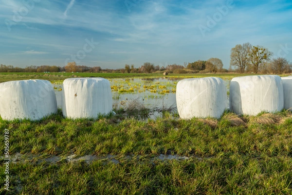 Fototapeta Grass silage in bales on a meadow