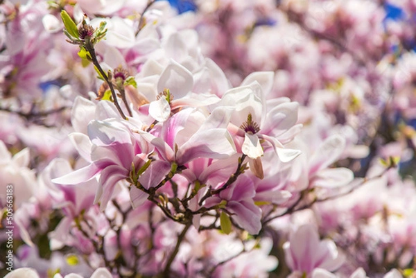 Fototapeta Beautiful blooming magnolias in spring. Selective focus.