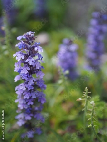 Obraz 春の小道でスッと茎を伸ばすアジュガ