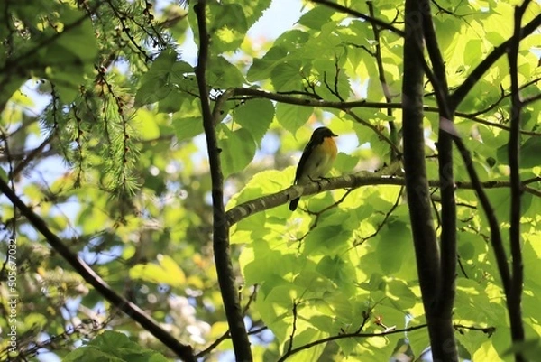 Fototapeta キビタキ