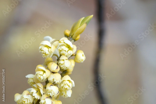 Fototapeta アオモジ　花　3月