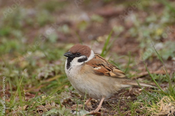 Fototapeta Eurasian tree sparrow on ground