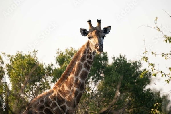Obraz Giraffe