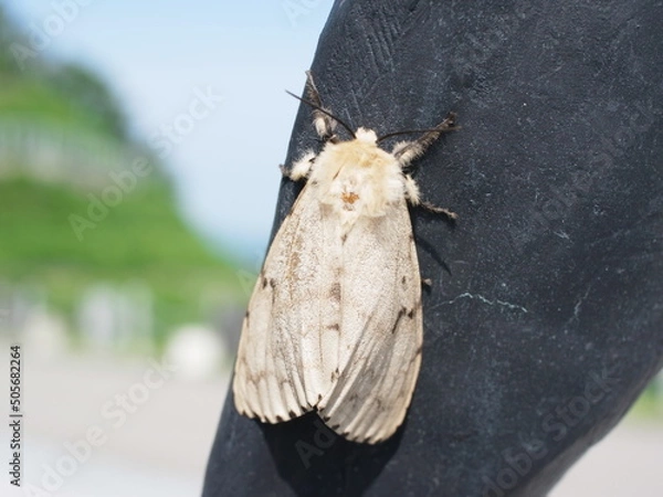 Obraz マイマイガ