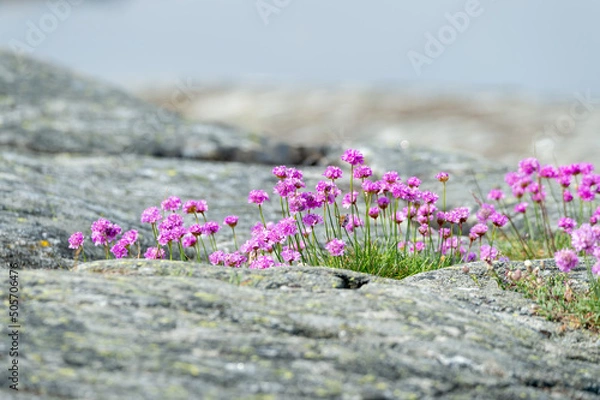Obraz Flower photography with summer feeling. Thrift, Armeria maritima, pink flowers growing in the archipelago. Shallow depth of field. Blurred, bokeh, background. Copy space with place for text.