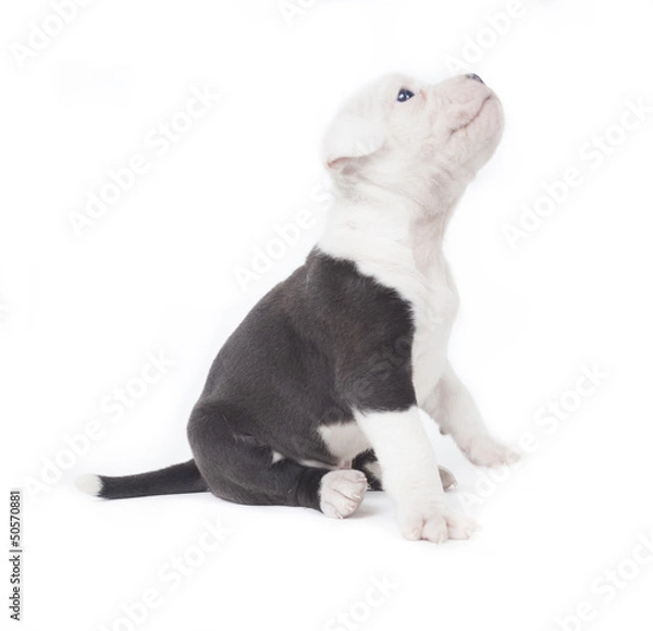 Fototapeta Bulldog pups playing on white background