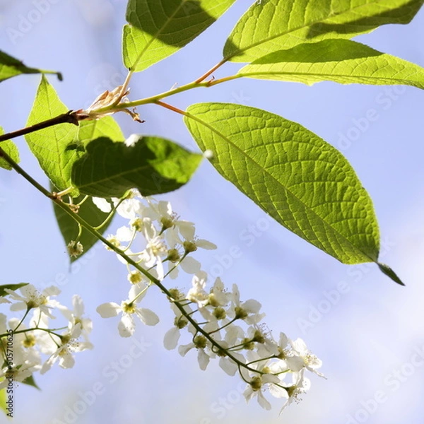 Obraz Bird cherry blossom.
