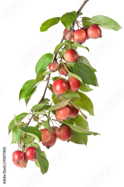 Obraz Wild red apples on a branch