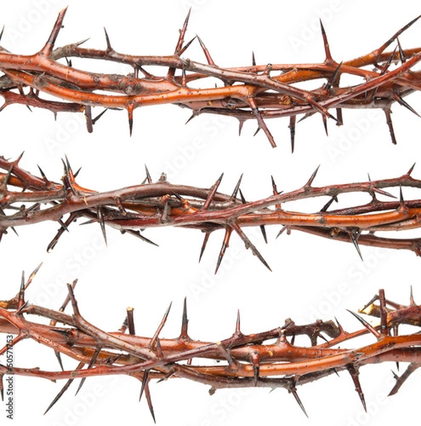 Obraz Blackthorn branches