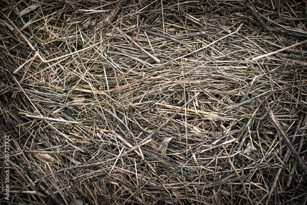 Obraz Dry grass hay for background. The texture of the straw backdrop.