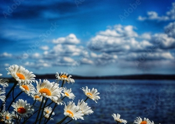 Obraz field of daisies