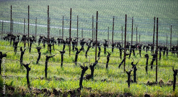 Fototapeta Metal posts and horizontal wires of trellised vines stand out against green grass in an Oregon vineyard, bare trunks and pruned vines dormant for winter.