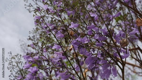 Fototapeta Blooming jacaranda a beautiful tree with purple flowers. Jacaranda tree in blossom. Spring in Israel