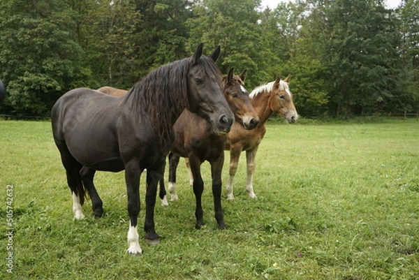 Obraz Pferdetrio auf einer Koppel. 