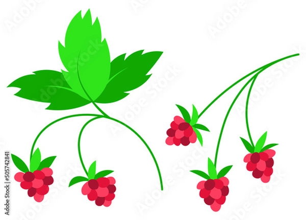 Obraz Raspberry pink berry flat isolated illustration