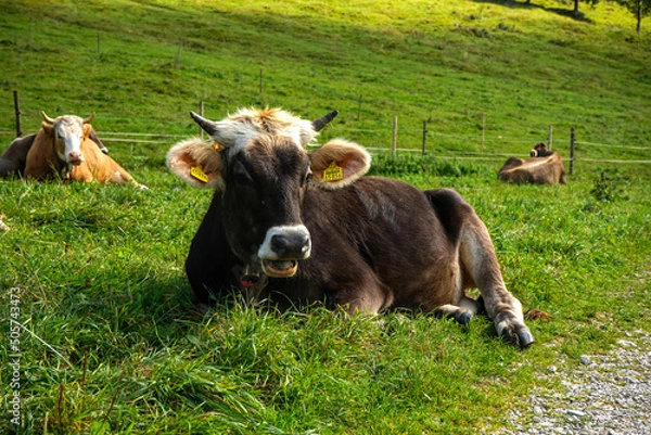 Obraz Kuh auf der Weide.