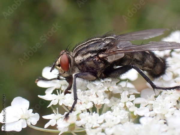 Fototapeta Sarcophaga carnaria sideview