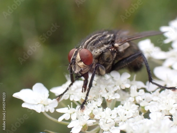 Obraz Sarcophaga carnaria portrait