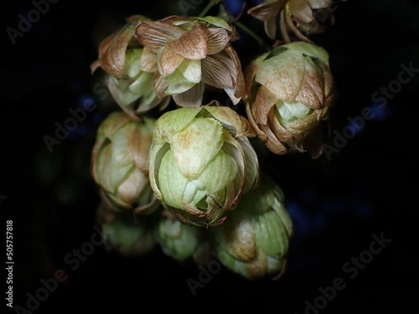 Obraz Humulus female blossoms isolated