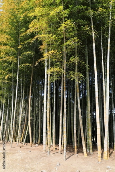 Obraz 背の高い日本の竹林