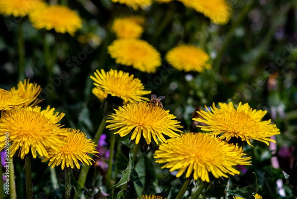 Fototapeta mlecze, mniszek lekarski, kwiaty mniszka, wiosna, kwitnące kwiaty mniszka, pszczoły i mniszek lekarski, kwiaty wczesnej wiosny, dandelions, dandelions, dandelion flowers, spring, blooming dandelion fl