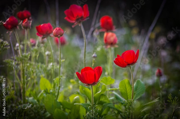 Obraz Red flowers of Anemone coronaria, the poppy anemone or windflower, the buttercup family Ranunculaceae, native to the Mediterranean region. Migdal HaEmek, Israel