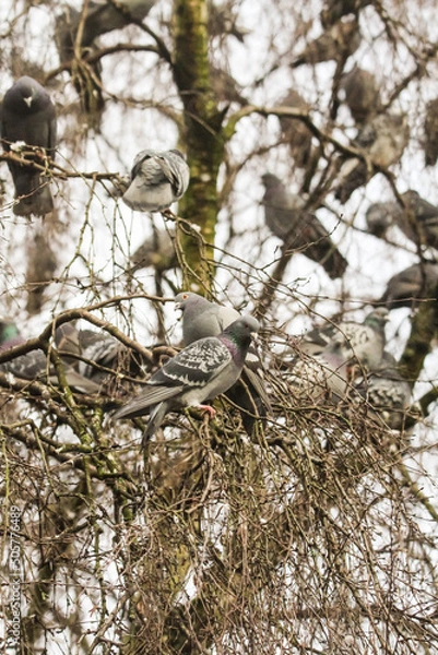 Fototapeta Pigeons resting in tree