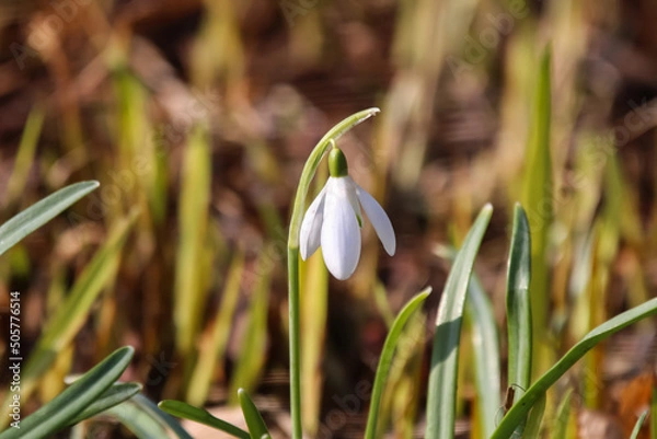 Fototapeta Snow drop