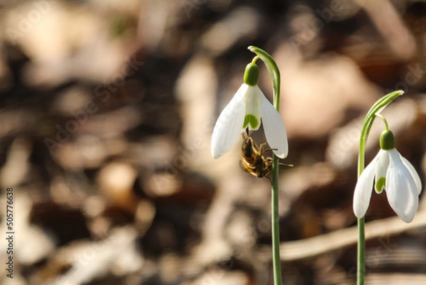 Fototapeta Snow drop & bee