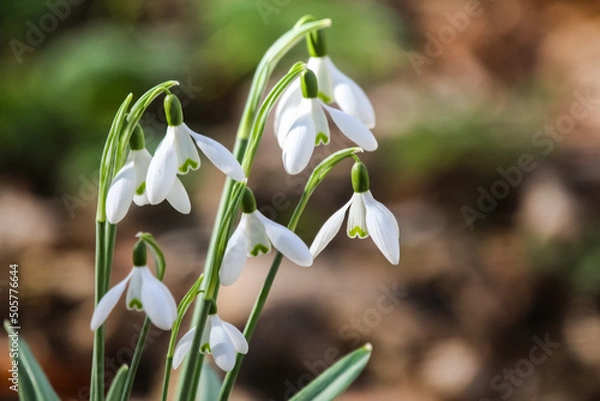 Fototapeta Snow drops