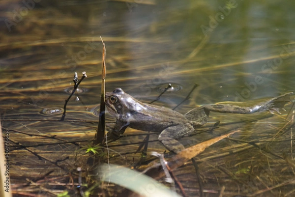 Fototapeta Frog resting in the sunshine