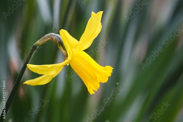 Fototapeta Daffodil