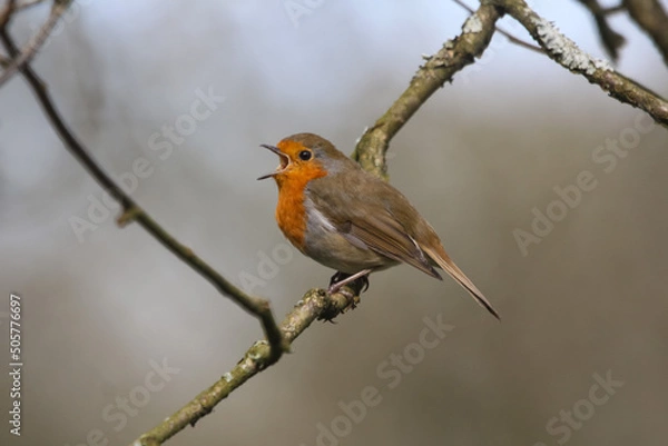 Fototapeta Robin singing